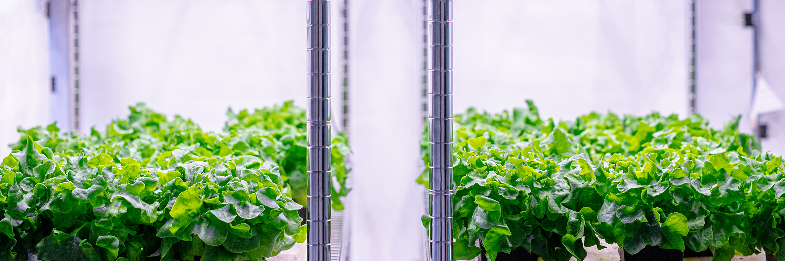 how-vertical-farming-can-change-the-way-we-look-at-food-production