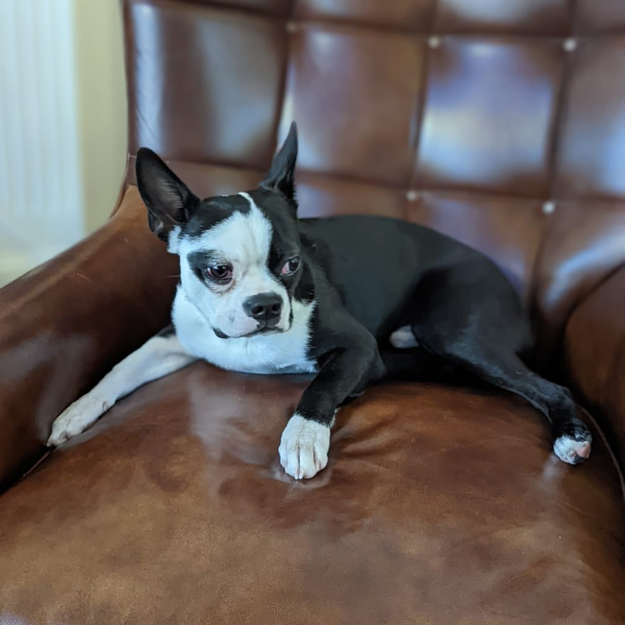 A dog named Charlie sitting on a leather chair