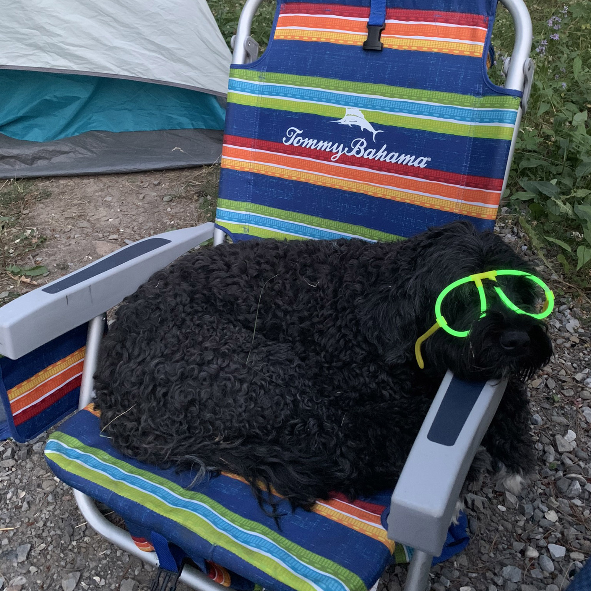 Chloe, a Portuguese water dog wearing sunglasses
