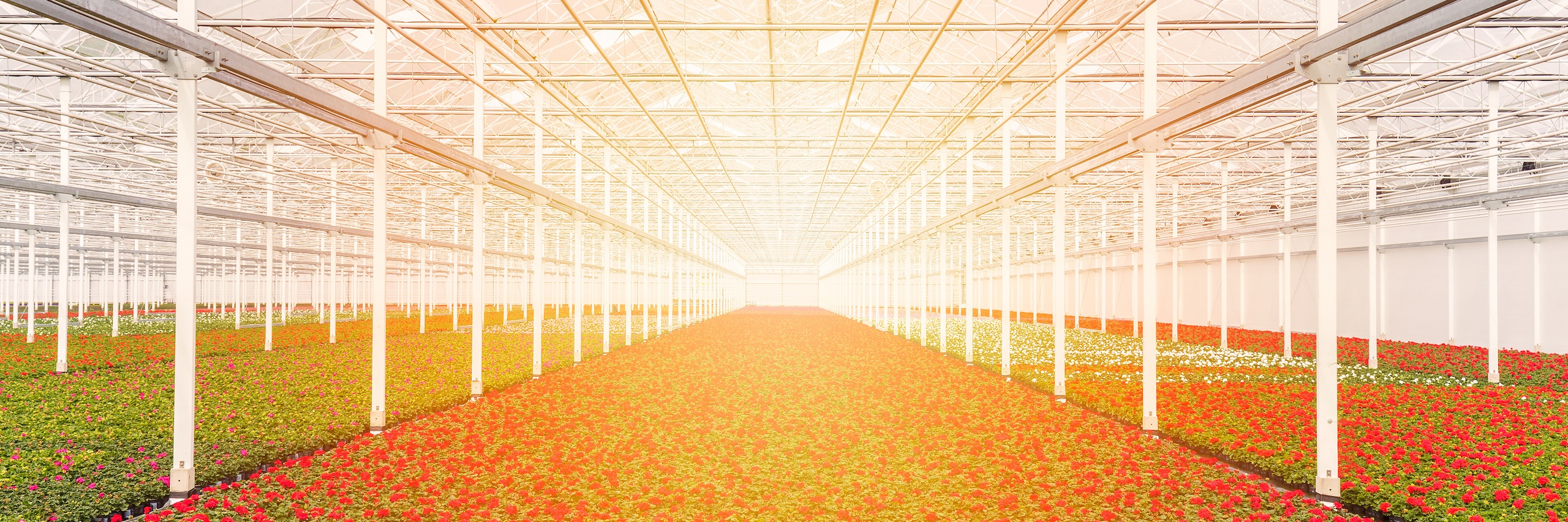 Sunrise over blooming geranium plants in a greenhouse